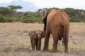 Red african elephant at Tsavo National park Kenya Royalty Free Stock Photo