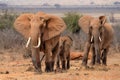 Red african elephant at Tsavo National park Kenya Royalty Free Stock Photo