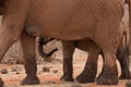 Red african elephant at Tsavo National park Kenya Royalty Free Stock Photo