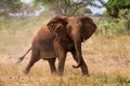 Red african elephant at Tsavo National park Kenya Royalty Free Stock Photo