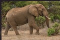 Red african elephant at Tsavo National park Kenya Royalty Free Stock Photo