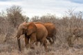 Red african elephant at Tsavo National park Kenya Royalty Free Stock Photo