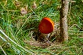 Red agaric mushroom under a tree on a lawn Royalty Free Stock Photo
