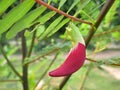 Red Agasta Flower, Sesban or Vegetable humming bird Royalty Free Stock Photo