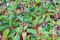 Red aglaonema leaves with green edge, with leaves. Natural natural fresh texture