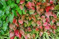 Red aglaonema leaves with green edge, with leaves of Philodendron burle max. Natural natural fresh texture