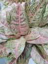 Red aglaonema leaves grow well Royalty Free Stock Photo