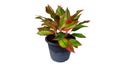 Red Aglaonema plants in a pot