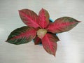 Red Aglaonema plant