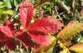 Red agrimonia leafs in the garden, closeup Royalty Free Stock Photo