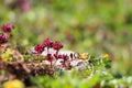 Red ajwain flowers in Himalayan meadow in green grass in colder region of peak of mountain used for medical purpose