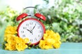 Red alarm clock and spring flowers on blue wooden table against blurred greenery. Time change Royalty Free Stock Photo