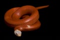 Red Albino NelsonÃ¯Â¿Â½'s Milksnake