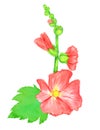 Red Alcea rosea common hollyhock, mallow flower stem with green leaves and buds, isolated hand painted watercolor illustration