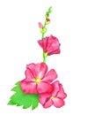 Red Alcea rosea common hollyhock, mallow flower stem with green leaves and buds, isolated hand painted watercolor illustration