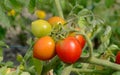 Red Alert tomatoes ripen on a bush tomato plant Royalty Free Stock Photo