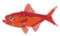 Red alfonsino fish, illustration, vector