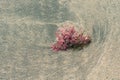 Red alga in the sand of a beach