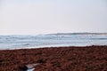 Red algae on the beach Royalty Free Stock Photo