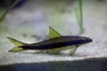 Red-algae eater (Crossocheilus langei). Royalty Free Stock Photo