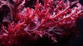 Red algae rhodophyta. Abstract close-up, selective focus, and creative lighting