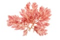 Red algae or rhodophyta branch isolated on white. Transparent png additional format.