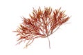 Red algae or Rhodophyta isolated transparent png