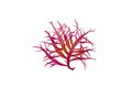 Red algae or rhodophyta seaweed branch isolated on white. Transparent png additional format