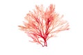 Red algae or rhodophyta seaweed isolated on white