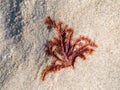 Red algae, Rhodophyta, washed on sand flat at low tide of Waddensea, Netherlands Royalty Free Stock Photo