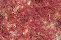 Red algae on sand closeup Royalty Free Stock Photo
