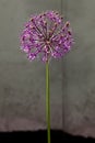 Red Allium flower Royalty Free Stock Photo