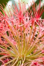 Red allium flower Royalty Free Stock Photo