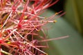 Red allium flower Royalty Free Stock Photo