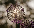 Red Allium flower Royalty Free Stock Photo