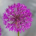 Red Allium flower Royalty Free Stock Photo