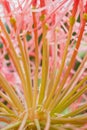 Red allium flower