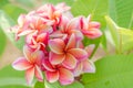 Red Almeria flower bloom