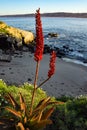 Red Aloe Bloom at the Cove