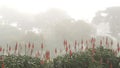 Red aloe flower in fog, misty mysterious forest wood. Trees, foggy rainy weather