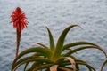 Red aloe vera bloom Royalty Free Stock Photo