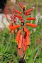 Red Aloe vera flower Royalty Free Stock Photo