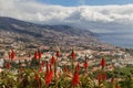Red Aloe Vera in front of the city of Funchal Royalty Free Stock Photo