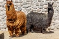 Red alpaca and black llama standing together, Arequipa Peru