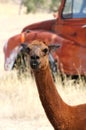 Red alpaca in paddock with old red truck Royalty Free Stock Photo