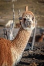 Red alpaca portrait in Bolivia Royalty Free Stock Photo