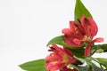 Red alstroemeria on a white background Royalty Free Stock Photo