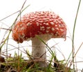 Red amanita Royalty Free Stock Photo