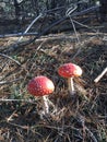 Red amanita Royalty Free Stock Photo
