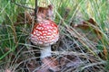 Red Amanita muscaria dangerous mushroom in an autumn forest